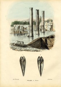 Mejillones, 1863-79 de Raimundo Petraroja
